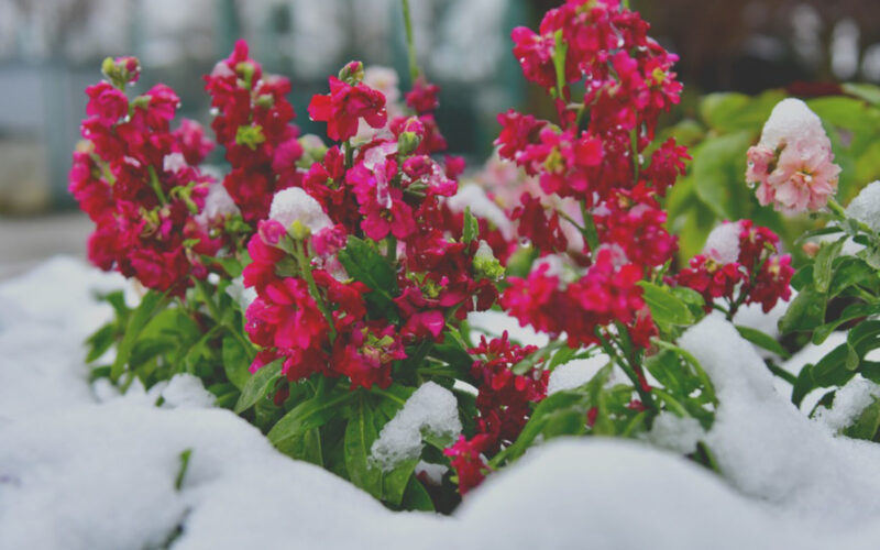 Pretty Flowers for your Winter Garden